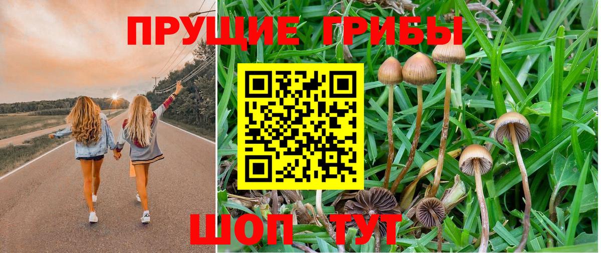 Псилоцибиновые грибы Psilocybine cubensis Заволжье